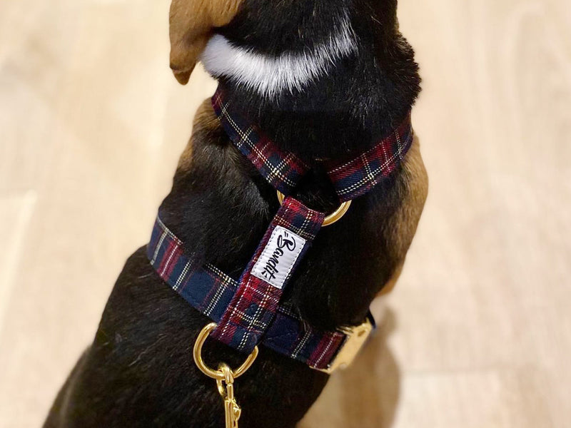 Harnais pour chien tartan 3