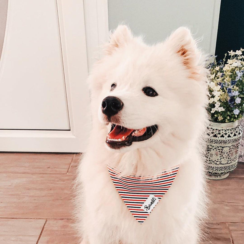 Bandana pour chien bleu blanc rouge 4