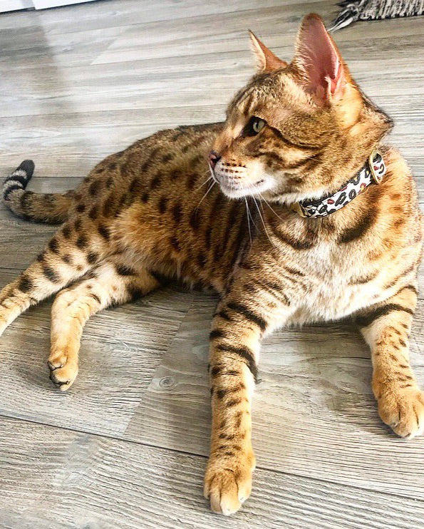 Collier pour chat motif léopard 4