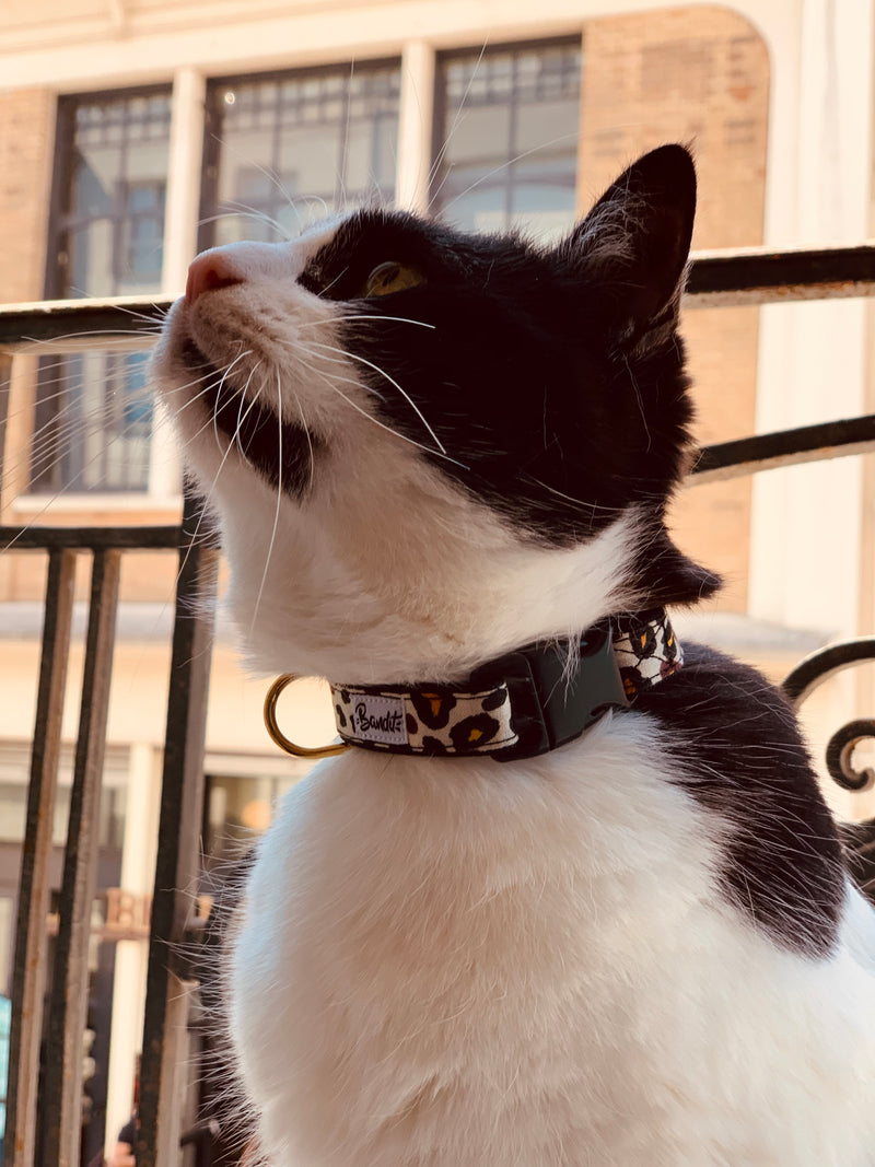 Collier pour chat motif léopard 5