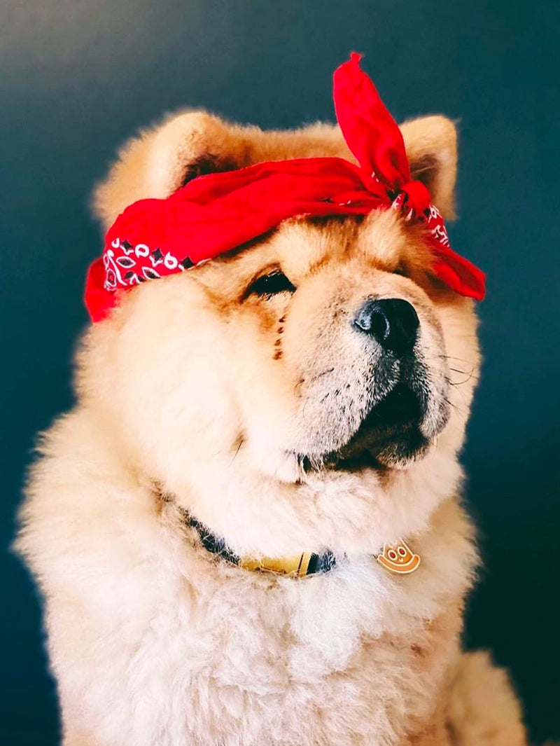 Médaille pizza pour chien 4