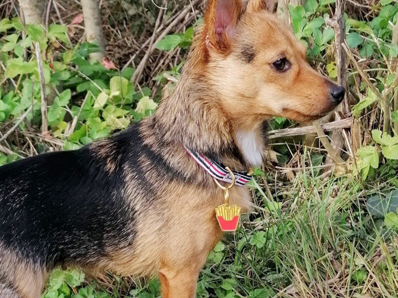 Médaille frites pour chien 5