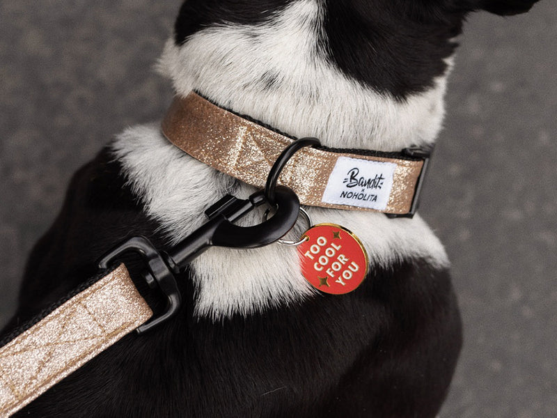 Médaille cool pour chien 3