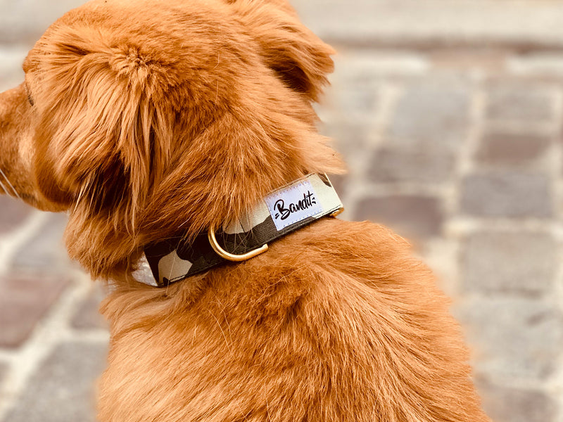 Collier pour chien motif militaire 3