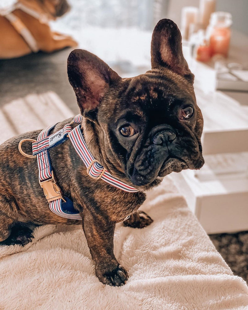 Collier ou harnais pour le bouledogue français ? Lequel choisir ?